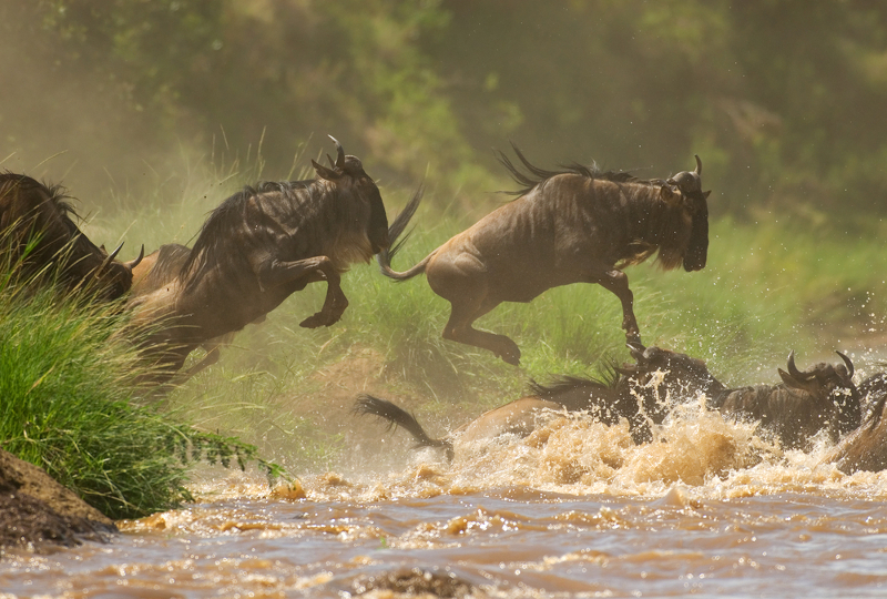 wildebeest migrating in the Masai Mara